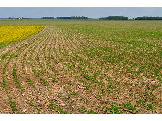 Property photo 8 - LAND AUCTION - 700+/- ACRES OFFERED IN 16 TRACTS IN ALLEN COUNTY, INDIANA